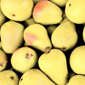 Korla Pears