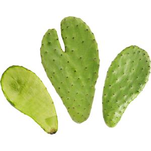 Cactus Prickly | Nopal