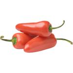 Chilli Jalapeno Red Holland