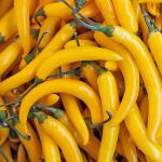 Chilli Yellow Long