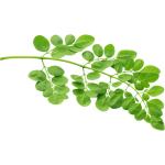 Drumstick Leaves (Moringa Leaves)