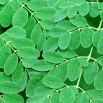 Drumstick Leaves (Moringa Leaves)