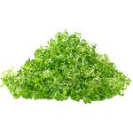 Garden Cress – Microgreen Cut