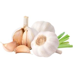Garlic India