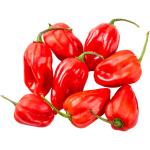 Habanero Chilli Red