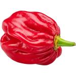 Habanero Chilli Red