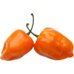 Habanero Chilli Yellow