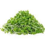 Kale – Microgreen Cut