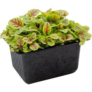 Red Vein Sorrel Cress