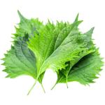 Shiso Leaves Green