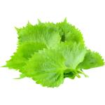 Shiso Leaves Perilla