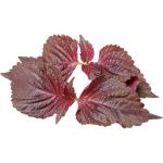 Shiso Leaves Purple
