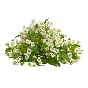 Sweet Alyssum – Edible Flowers